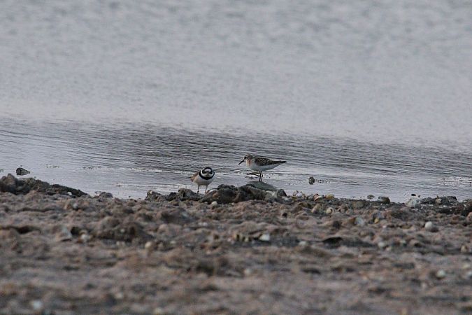Gambecchio comune  - Antonio Pupo