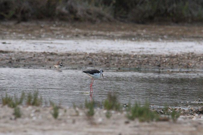 Cavaliere d'Italia  - Antonio Pupo