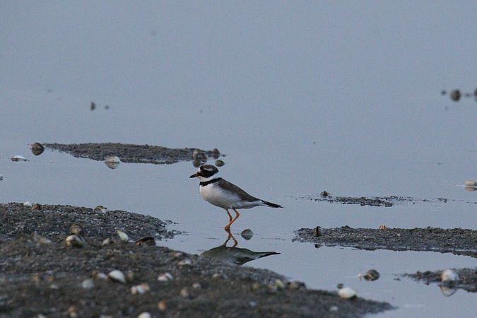 Corriere grosso  - Antonio Pupo