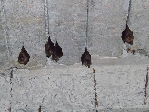 Rinolofo minore  - Antonio Pupo