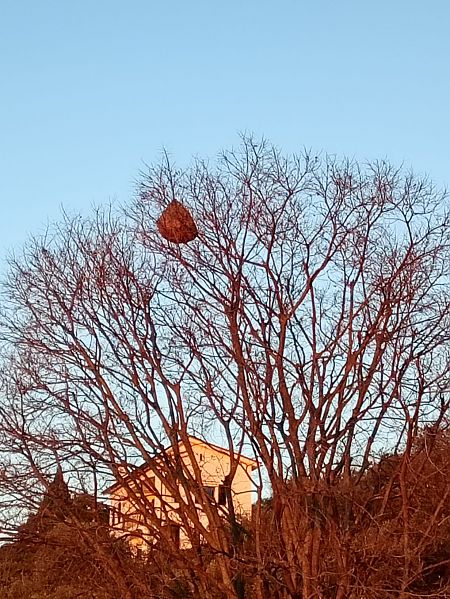 Frelon asiatique  - Antonio Pupo