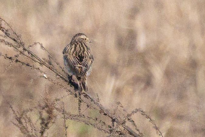 Stiaccino  - Emanuele Stival