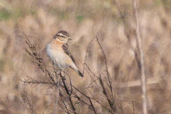 Stiaccino  - Emanuele Stival