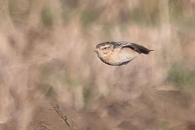 Stiaccino  - Emanuele Stival