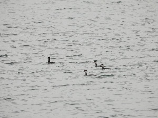 Svasso cornuto  - Lorenzo Cairo