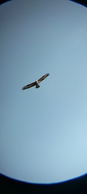 Poiana  - Giovanni Gambale