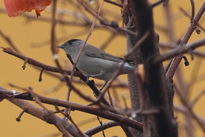 Capinera  - Giuseppe Colombo