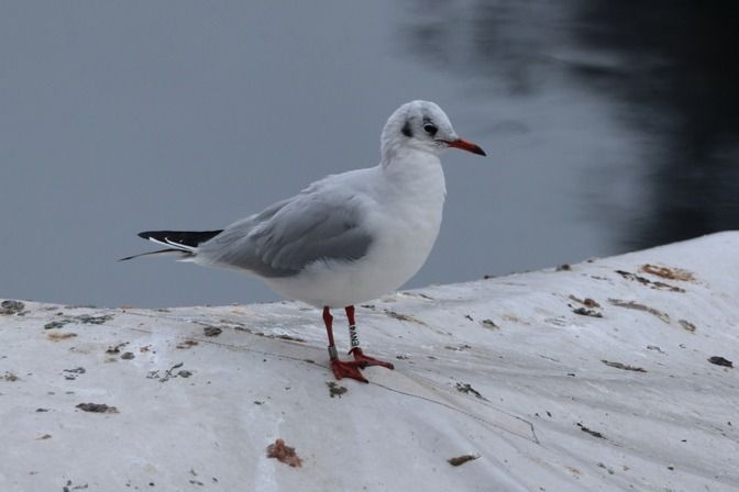 Gabbiano comune  - Giuseppe Colombo