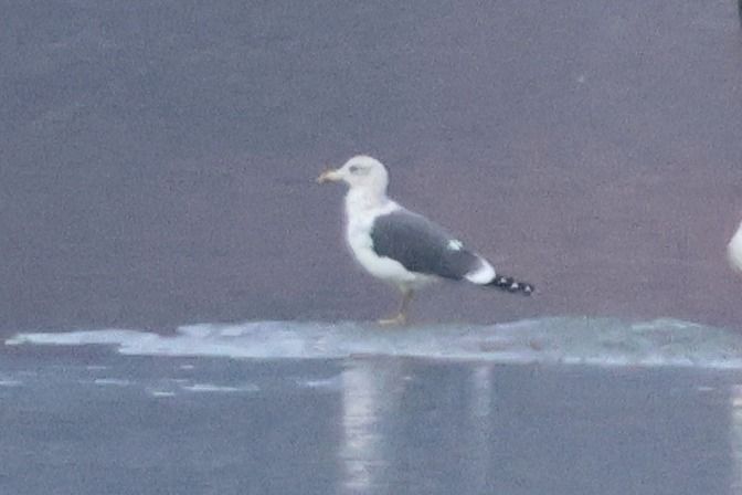 Goéland brun  - Giuseppe Colombo