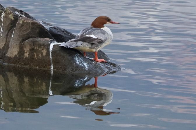 Smergo maggiore  - Giuseppe Colombo