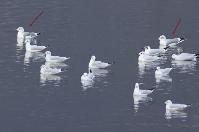 Gavina  - Giuseppe Colombo