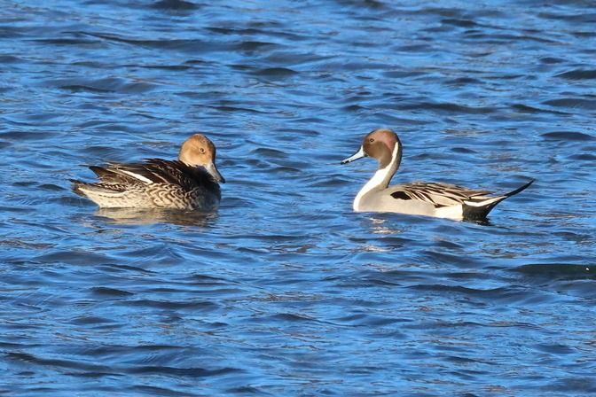 Codone  - Giuseppe Colombo