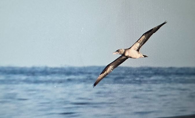 Sula  - Cesare Rovelli