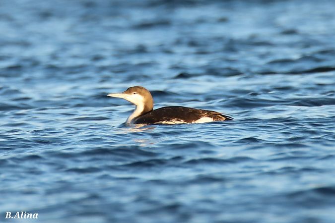 Strolaga mezzana  - Briciu Alina