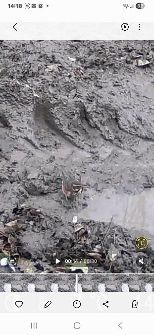 Tordo sassello  - Briciu Alina