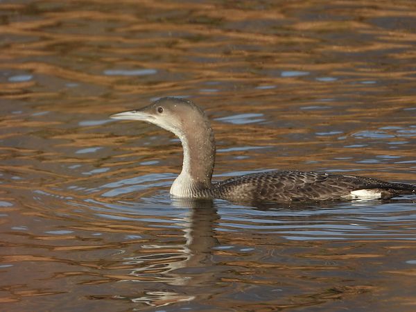 Strolaga mezzana  - Silvana Nembrini