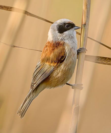 Rémiz penduline  - Paolo Nicolai