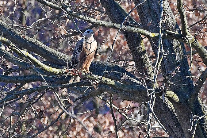 Poiana codabianca  - Alfio Sala