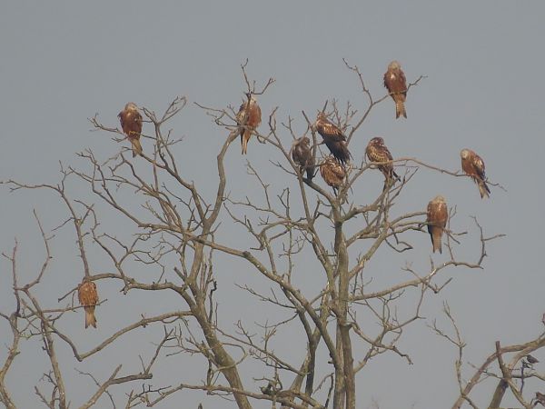 Nibbio reale  - Enrico Catalano