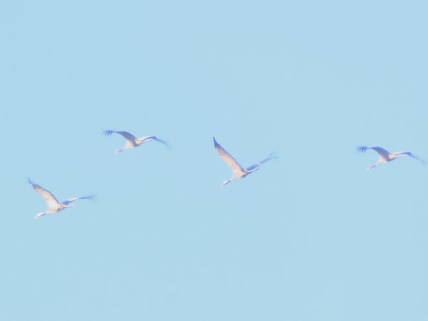 Gru  - Enrico Catalano