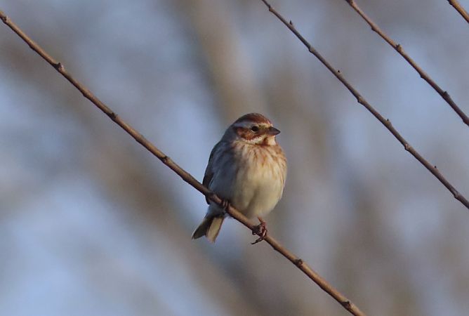 Migliarino di palude  - Enrico Catalano