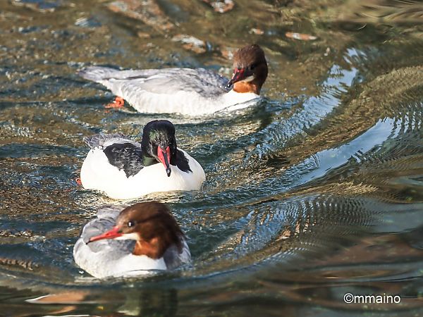 Smergo maggiore  - Mario Maino