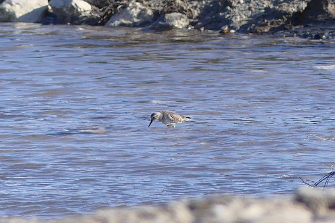 Piovanello comune  - Lorenzo Cocco