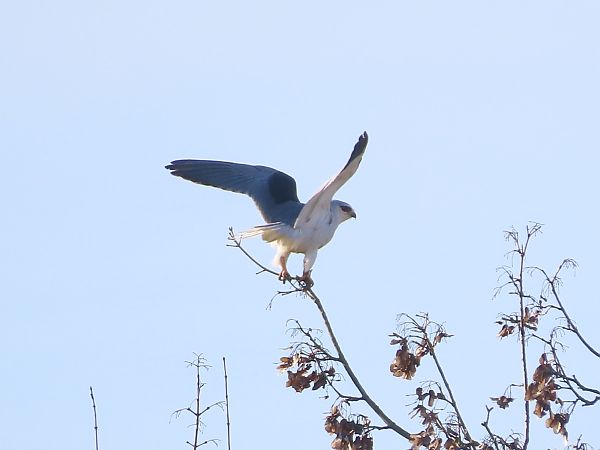 Gleitaar  - Donatella Rottichieri