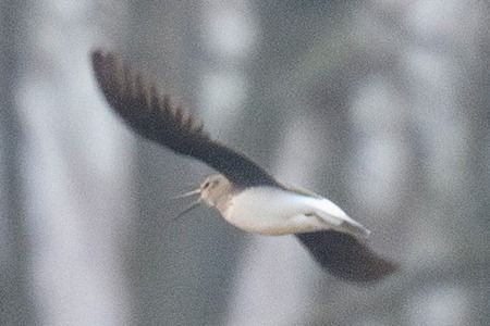 Piro-piro culbianco  - Alessandro Ceffa