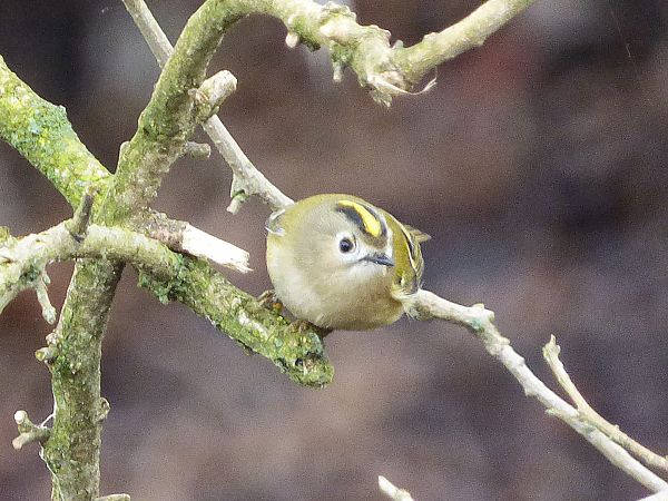 Regolo  - Daniele Capello