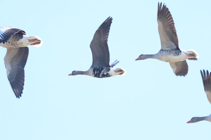 Oca lombardella  - Granai Mariacristina
