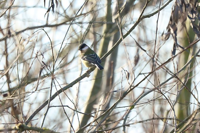 Cinciallegra  - Granai Mariacristina