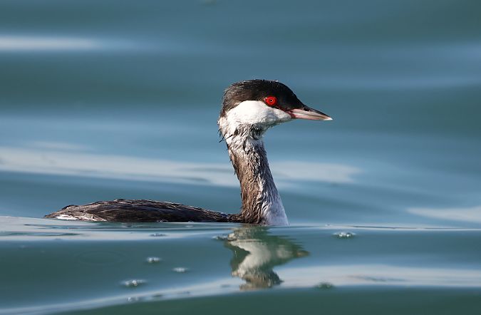 Svasso cornuto  - Castelli Stefano