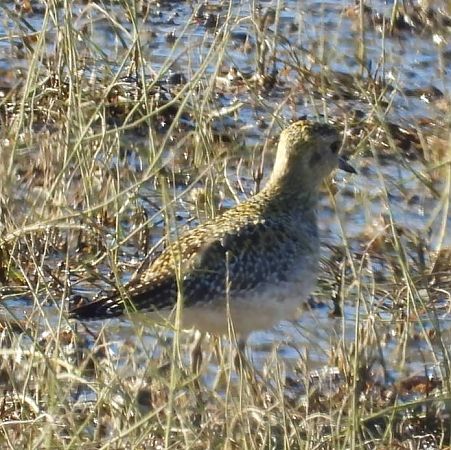 Piviere dorato  - Gloria Feltrin