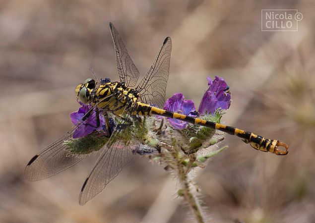 Onychogomphus forcipatus  - Nicola Cillo
