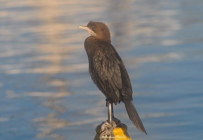 Marangone minore  - Andrea Mosele