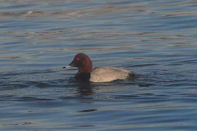 Moriglione  - Andrea Mosele