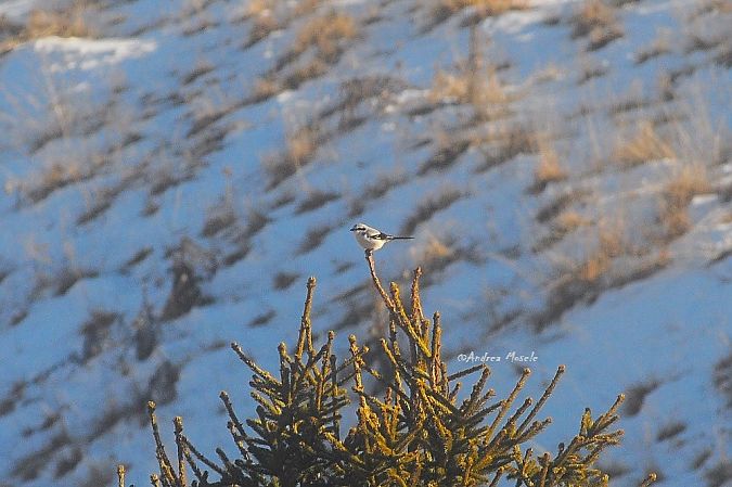 Averla maggiore  - Andrea Mosele
