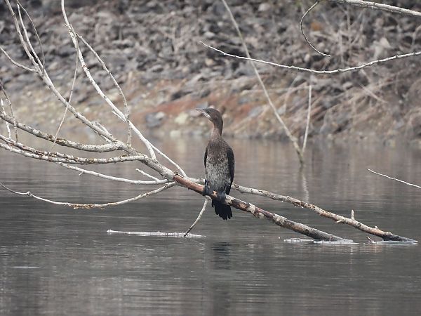 Marangone minore  - Diego Volonte'