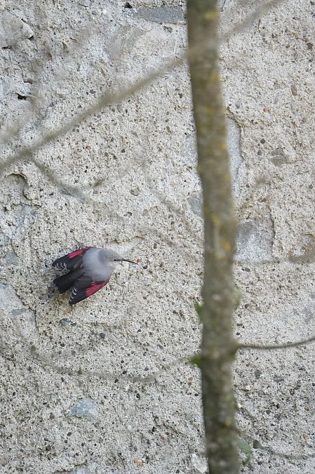 Picchio muraiolo  - Florian Gasser