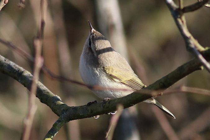 Luì siberiano  - Paolo Zonta