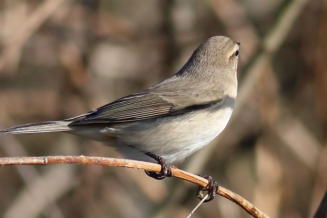 Luì siberiano  - Paolo Zonta
