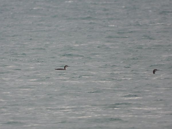 Strolaga mezzana  - Cosimo Andreuccetti