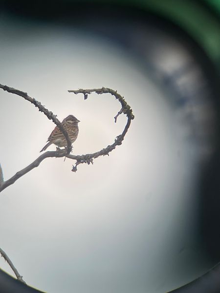 Zigolo golarossa  - Edoardo Nardelli