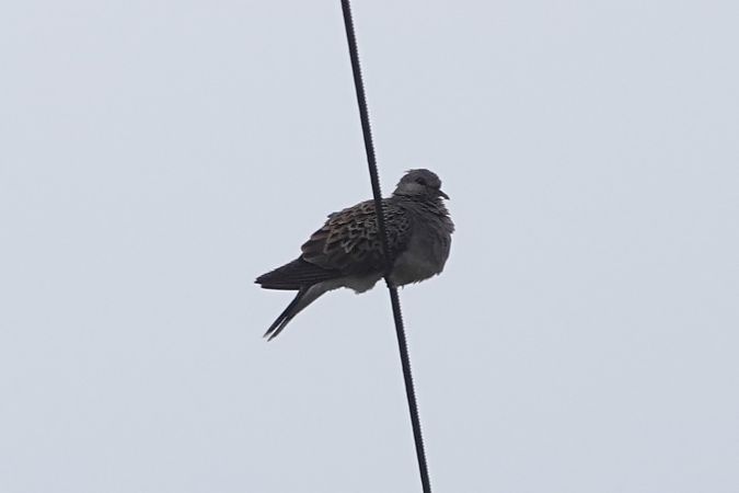 Tortora orientale  - Sergio Mantovani