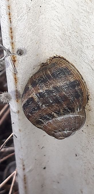 Cornu aspersum  - Michele Cento