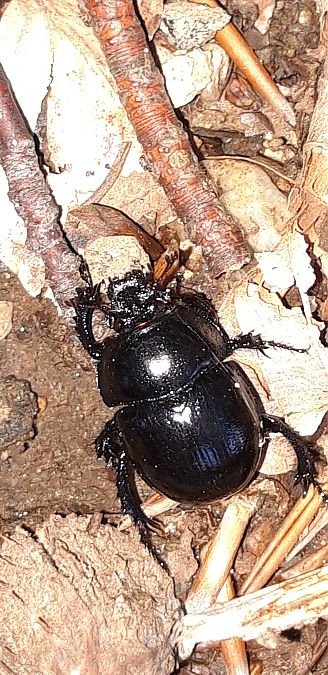 Anoplotrupes stercorosus  - Michele Cento