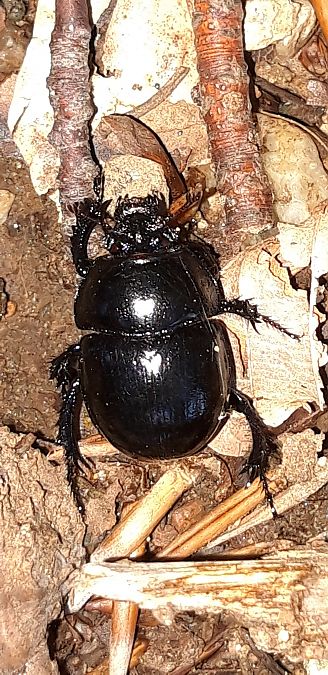 Anoplotrupes stercorosus  - Michele Cento