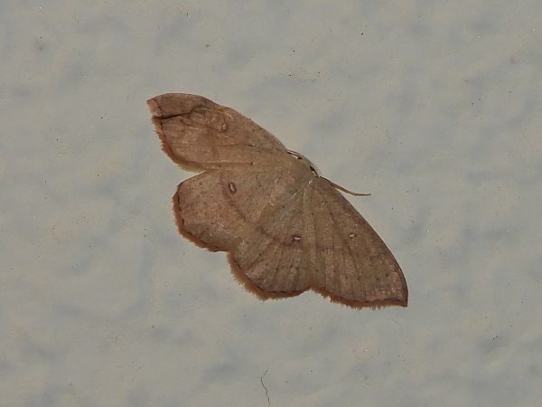 Cyclophora linearia  - Michele Cento