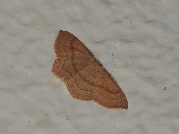 Cyclophora linearia  - Michele Cento
